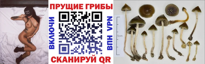 сайты даркнета Telegram  Мглин  Псилоцибиновые грибы MAGIC MUSHROOMS  где продают   МЕГА ссылка 